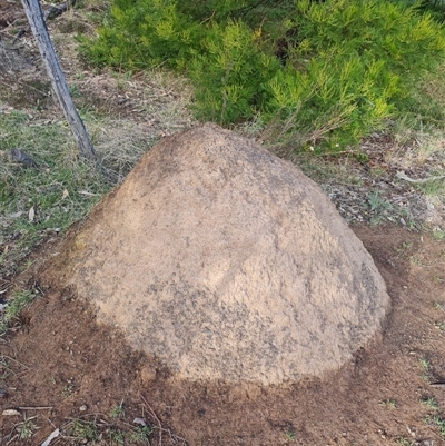 Nasutitermes exitiosus (Snouted termite, Gluegun termite) at Ainslie, ACT - 14 Jun 2024 by DonFletcher