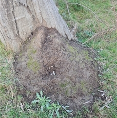 Nasutitermes exitiosus (Snouted termite, Gluegun termite) at Ainslie, ACT - 14 Jun 2024 by AaronClausen