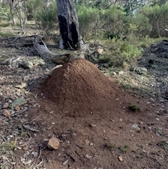 Nasutitermes exitiosus (Snouted termite, Gluegun termite) at Hackett, ACT - 14 Jun 2024 by AaronClausen