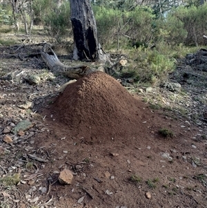 Nasutitermes exitiosus at Hackett, ACT - suppressed