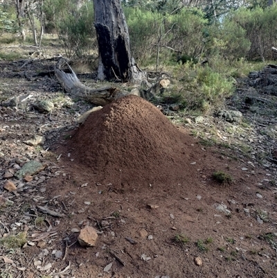 Nasutitermes exitiosus (Snouted termite, Gluegun termite) at Hackett, ACT - 14 Jun 2024 by AaronClausen