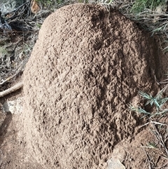 Nasutitermes exitiosus (Snouted termite, Gluegun termite) at Watson, ACT - 14 Jun 2024 by AaronClausen