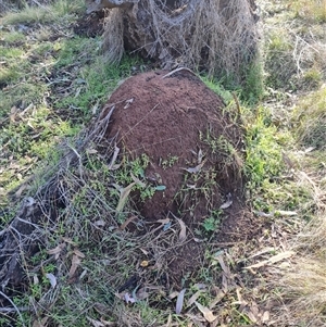 Nasutitermes exitiosus at Ainslie, ACT - 14 Jun 2024