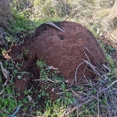 Nasutitermes exitiosus at Ainslie, ACT - 14 Jun 2024