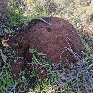 Nasutitermes exitiosus at Ainslie, ACT - suppressed