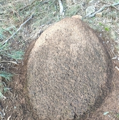 Nasutitermes exitiosus (Snouted termite, Gluegun termite) at Watson, ACT - 14 Jun 2024 by DonFletcher