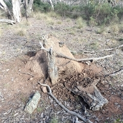 Nasutitermes exitiosus (Snouted termite, Gluegun termite) at Hackett, ACT - 14 Jun 2024 by DonFletcher