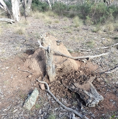 Nasutitermes exitiosus (Snouted termite, Gluegun termite) at Hackett, ACT - 14 Jun 2024 by DonFletcher