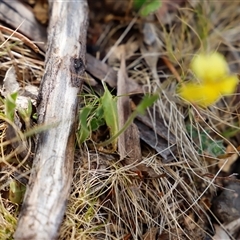 Goodenia paradoxa (Spur Goodenia) at Booth, ACT - 16 Nov 2024 by JimL