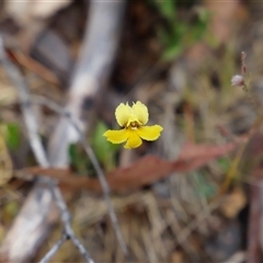 Goodenia paradoxa at Booth, ACT - 16 Nov 2024