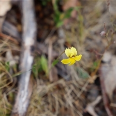 Goodenia paradoxa at Booth, ACT - 16 Nov 2024