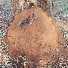 Nasutitermes exitiosus (Snouted termite, Gluegun termite) at Ainslie, ACT - 14 Jun 2024 by DonFletcher