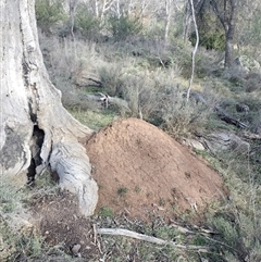 Nasutitermes exitiosus (Snouted termite, Gluegun termite) at Hackett, ACT - 14 Jun 2024 by AaronClausen