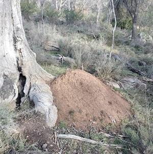 Nasutitermes exitiosus at Hackett, ACT - 14 Jun 2024