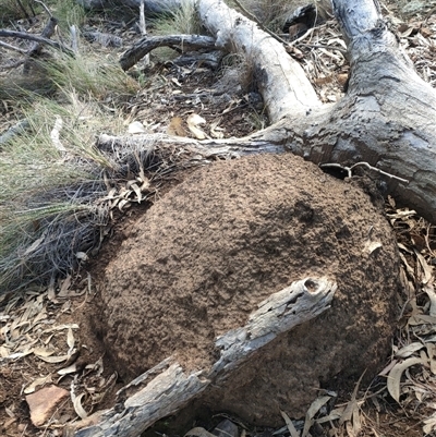 Nasutitermes exitiosus (Snouted termite, Gluegun termite) at Watson, ACT - 14 Jun 2024 by AaronClausen