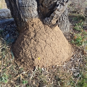 Nasutitermes exitiosus at Ainslie, ACT - suppressed