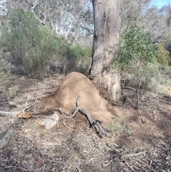 Nasutitermes exitiosus (Snouted termite, Gluegun termite) at Hackett, ACT - 14 Jun 2024 by AaronClausen