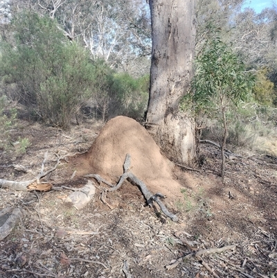 Nasutitermes exitiosus (Snouted termite, Gluegun termite) at Hackett, ACT - 14 Jun 2024 by DonFletcher