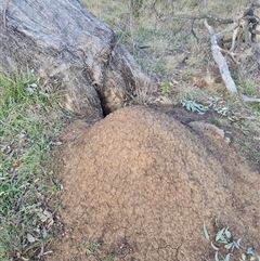 Nasutitermes exitiosus (Snouted termite, Gluegun termite) at Ainslie, ACT - 14 Jun 2024 by DonFletcher