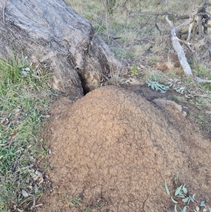 Nasutitermes exitiosus at Ainslie, ACT - suppressed