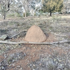 Nasutitermes exitiosus (Snouted termite, Gluegun termite) at Hackett, ACT - 14 Jun 2024 by DonFletcher