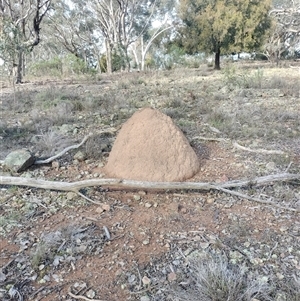 Nasutitermes exitiosus at Hackett, ACT - 14 Jun 2024