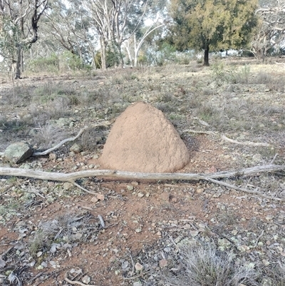 Nasutitermes exitiosus (Snouted termite, Gluegun termite) at Hackett, ACT - 14 Jun 2024 by AaronClausen