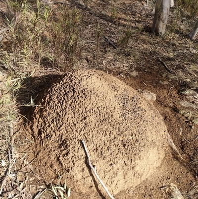 Nasutitermes exitiosus (Snouted termite, Gluegun termite) at Watson, ACT - 14 Jun 2024 by AaronClausen