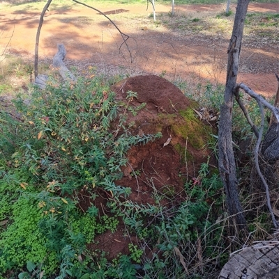 Nasutitermes exitiosus (Snouted termite, Gluegun termite) at Ainslie, ACT - 14 Jun 2024 by AaronClausen