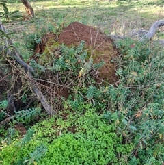 Nasutitermes exitiosus at Ainslie, ACT - 14 Jun 2024