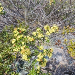 Phebalium squamulosum subsp. ozothamnoides at Cotter River, ACT - 16 Nov 2024 02:30 PM