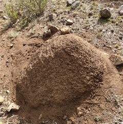 Nasutitermes exitiosus (Snouted termite, Gluegun termite) at Hackett, ACT - 14 Jun 2024 by DonFletcher