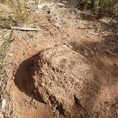 Nasutitermes exitiosus (Snouted termite, Gluegun termite) at Hackett, ACT - 14 Jun 2024 by DonFletcher