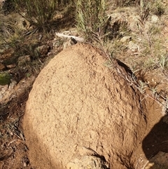 Nasutitermes exitiosus (Snouted termite, Gluegun termite) at Watson, ACT - 14 Jun 2024 by AaronClausen