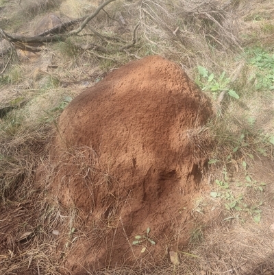 Nasutitermes exitiosus (Snouted termite, Gluegun termite) at Ainslie, ACT - 14 Jun 2024 by DonFletcher