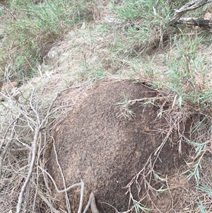 Nasutitermes exitiosus at Watson, ACT - 14 Jun 2024