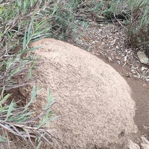 Nasutitermes exitiosus at Watson, ACT - suppressed