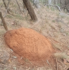 Nasutitermes exitiosus (Snouted termite, Gluegun termite) at Ainslie, ACT - 14 Jun 2024 by DonFletcher