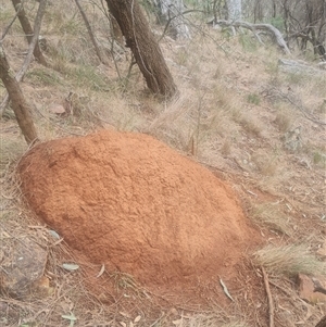 Nasutitermes exitiosus at Ainslie, ACT - 14 Jun 2024