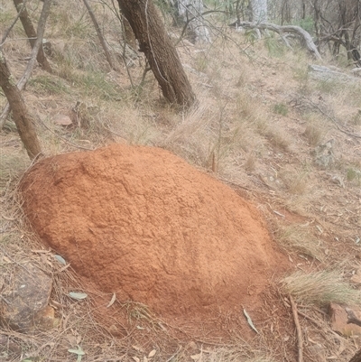 Nasutitermes exitiosus (Snouted termite, Gluegun termite) at Ainslie, ACT - 14 Jun 2024 by AaronClausen