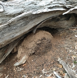 Nasutitermes exitiosus at Watson, ACT - suppressed