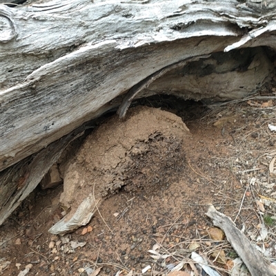 Nasutitermes exitiosus (Snouted termite, Gluegun termite) at Watson, ACT - 14 Jun 2024 by AaronClausen