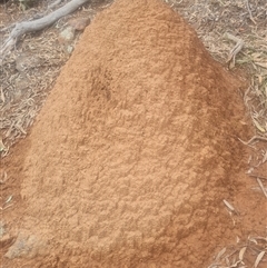 Nasutitermes exitiosus (Snouted termite, Gluegun termite) at Ainslie, ACT - 14 Jun 2024 by AaronClausen