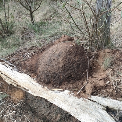 Nasutitermes exitiosus (Snouted termite, Gluegun termite) at Watson, ACT - 14 Jun 2024 by AaronClausen