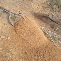 Nasutitermes exitiosus (Snouted termite, Gluegun termite) at Ainslie, ACT - 14 Jun 2024 by AaronClausen