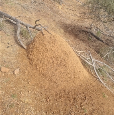 Nasutitermes exitiosus (Snouted termite, Gluegun termite) at Ainslie, ACT - 14 Jun 2024 by DonFletcher