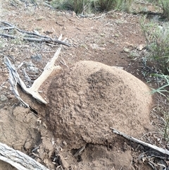 Nasutitermes exitiosus (Snouted termite, Gluegun termite) at Hackett, ACT - 14 Jun 2024 by DonFletcher