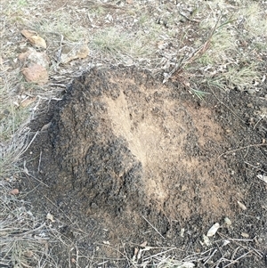 Nasutitermes exitiosus at Hackett, ACT - 14 Jun 2024