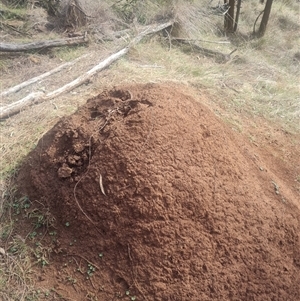 Nasutitermes exitiosus at Ainslie, ACT - suppressed