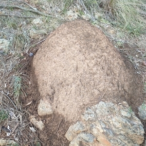 Nasutitermes exitiosus at Hackett, ACT - 14 Jun 2024